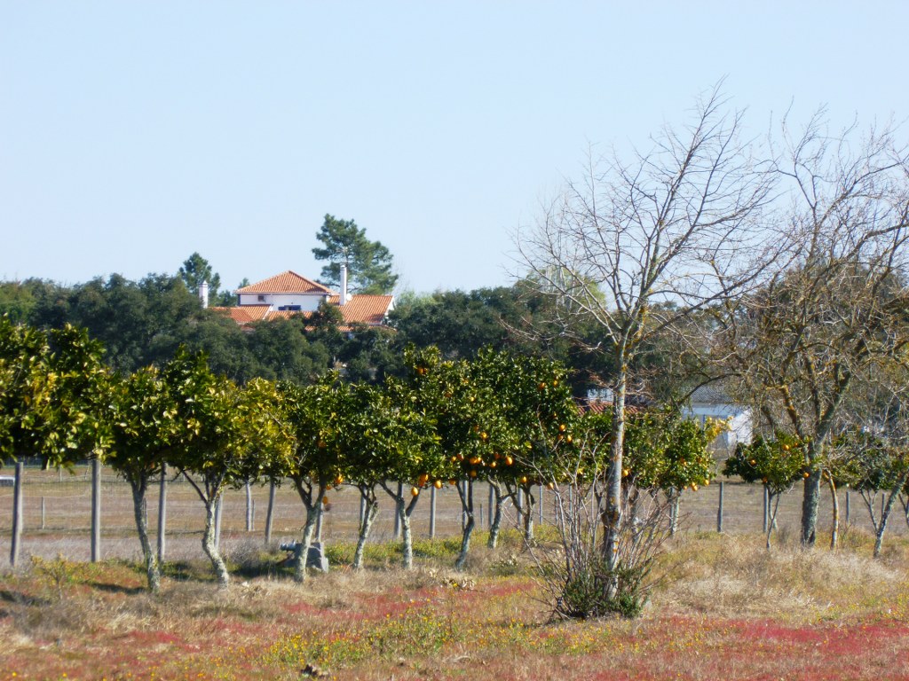 Herdade